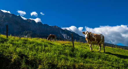 Naklejka premium Cows On Alpine Pasture In The Alps Of Austria