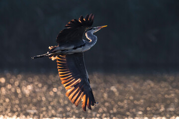 Blauwe reiger; Grey Heron; Ardea cinerea
