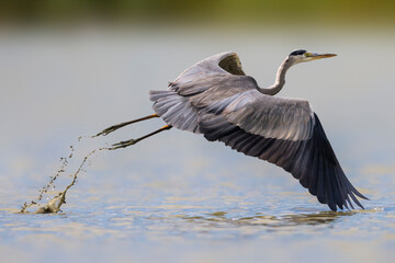 Blauwe reiger; Grey Heron; Ardea cinerea