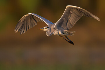 Blauwe reiger; Grey Heron; Ardea cinerea