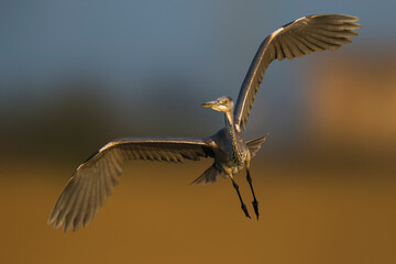 Blauwe reiger; Grey Heron; Ardea cinerea