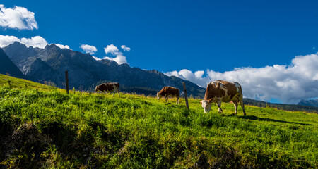 Cows On Alpine Pasture In The Alps Of Austria © grafxart