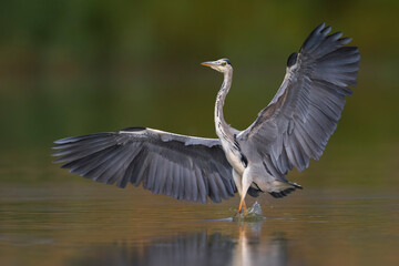Blauwe reiger; Grey Heron; Ardea cinerea