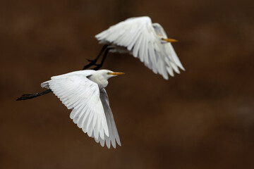 Koereiger, Cattle Egret, Bubulcus ibis