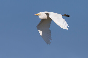 Oostelijke Koereiger, Eastern Cattle Egret; Bubulcus coromandus