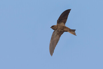 Kaapverdische Gierzwaluw; Cape Verde Swift; Alexander's Swift, Apus alexandri