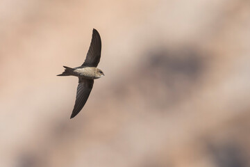 Kaapverdische Gierzwaluw; Cape Verde Swift; Alexander's Swift, Apus alexandri