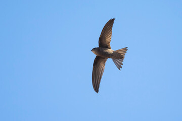 Kaapverdische Gierzwaluw; Cape Verde Swift; Alexander's Swift, Apus alexandri