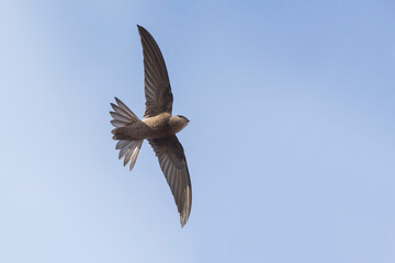 Kaapverdische Gierzwaluw; Cape Verde Swift; Alexander's Swift, Apus alexandri