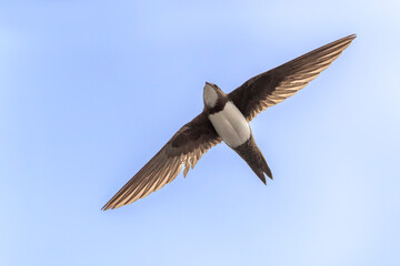 Alpengierzwaluw, Apline Swift; Apus maelba;