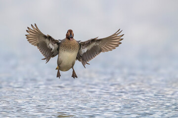 Wintertaling; Eurasian Teal; Anas crecca