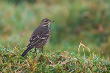 Amerikaanse Waterpieper, American Buff-bellied Pipit , Anthus rubescens rubescens