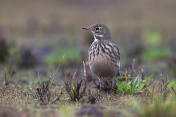Foto op Canvas Amerikaanse Waterpieper, American Buff-bellied Pipit , Anthus rubescens rubescens © AGAMI