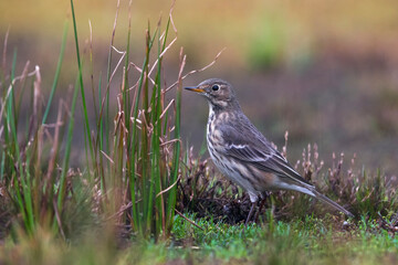 Amerikaanse Waterpieper, American Buff-bellied Pipit , Anthus rubescens rubescens