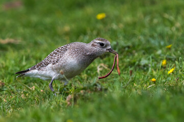 Amerikaanse goudplevier, American Golden Plover, Pluvialis dominica