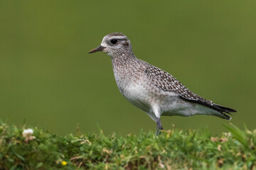 Amerikaanse goudplevier, American Golden Plover, Pluvialis dominica