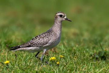 Fototapeten Amerikaanse goudplevier, American Golden Plover, Pluvialis dominica © AGAMI