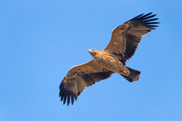 Spaanse Keizerarend; Spanish Imperial Eagle; Aquila adalberti