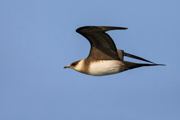 Kleinste Jager, Long-tailed Skua, Stercorarius longicaudus