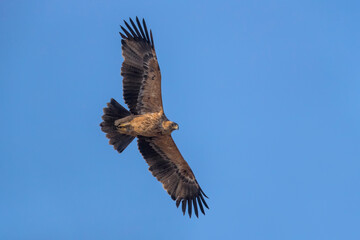 Fototapeta na wymiar Spaanse Keizerarend; Spanish Imperial Eagle; Aquila adalberti