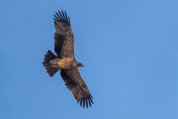 Spaanse Keizerarend; Spanish Imperial Eagle; Aquila adalberti