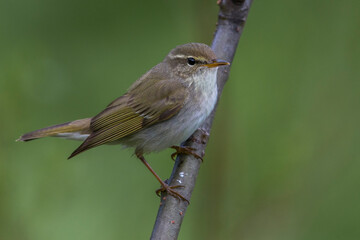 Arctic Warbler, Noordse Boszanger, Phylloscopus borealis