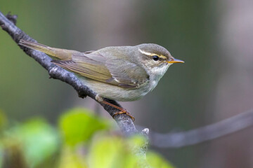 Arctic Warbler, Noordse Boszanger, Phylloscopus borealis