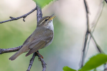 Arctic Warbler, Noordse Boszanger, Phylloscopus borealis