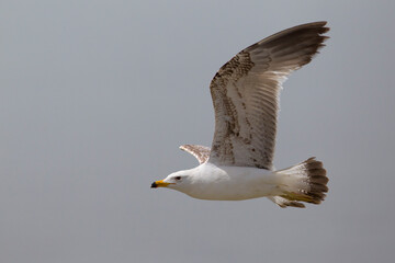 Armeense Meeuw, Armenian Gull, Larus armenicus