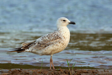 Armeense Meeuw, Armenian Gull, Larus armenicus