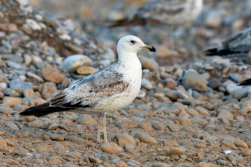 Armeense Meeuw, Armenian Gull, Larus armenicus