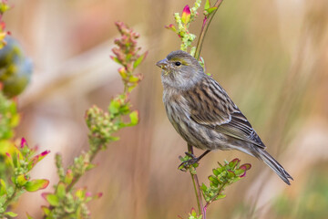 Atlantic Canary, Kanarie, Serinus canaria
