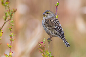 Atlantic Canary, Kanarie, Serinus canaria