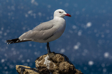 Audouins Meeuw,  Audouin's Gull; Ichthyaetus audouinii