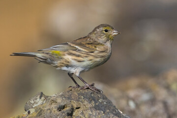 Atlantic Canary, Kanarie, Serinus canaria