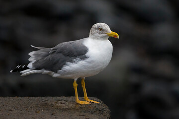Geelpootmeeuw ssp atlantis; Azores Yellow-legged Gull; Larus michahellis atlantis