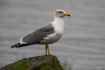 Fototapeta na wymiar Azoren Geelpootmeeuw, Azorean Yellow-legged Gull, Larus michahel