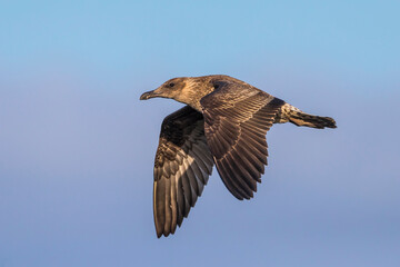 Azoren Geelpootmeeuw, Azorean Yellow-legged Gull, Larus michahel