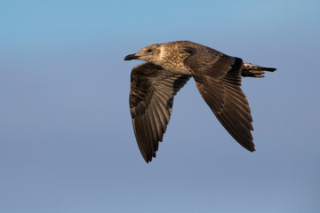 Azoren Geelpootmeeuw, Azorean Yellow-legged Gull, Larus michahel