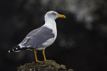 Azoren Geelpootmeeuw, Azorean Yellow-legged Gull, Larus michahel