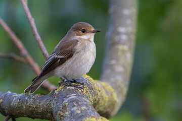 Bonte Vliegenvanger; Pied Flycatcher; Ficedula hypoleuca