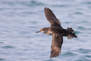 Obraz premium Vale Pijlstormvogel, Balearic Shearwater, Puffinus mauretanicus