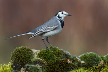 Witte kwikstaart; White Wagtail; Motacilla alba