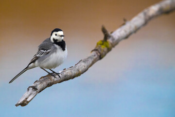 Witte kwikstaart; White Wagtail; Motacilla alba