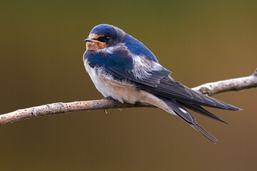 Boerenzwaluw, Barn Swallow, Hirundo rustica