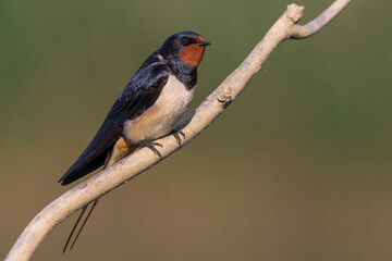 Fototapeta premium Boerenzwaluw, Barn Swallow, Hirundo rustica