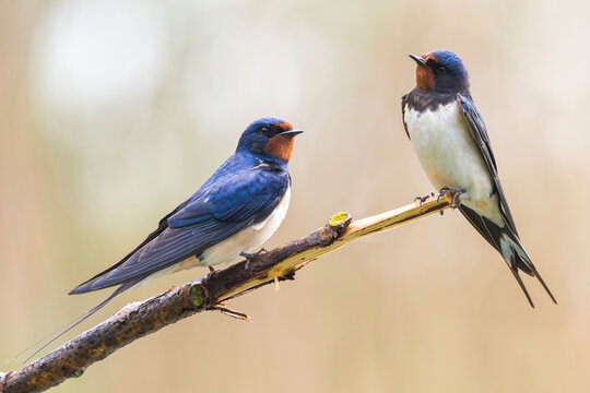 Boerenzwaluw, Barn Swallow, Hirundo rustica - Powered by Adobe