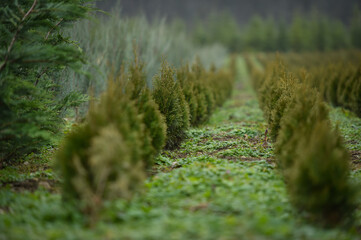 Obraz premium Plantation of young fir trees near Christmas time