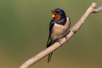 Obraz premium Boerenzwaluw, Barn Swallow, Hirundo rustica