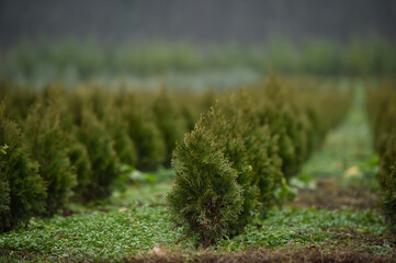 Plantation of young fir trees near Christmas time